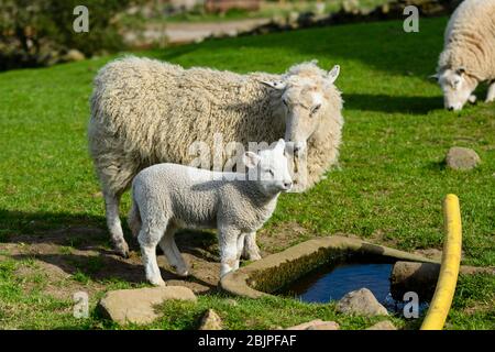 1 caring mule sheep ewe & tiny lamb in spring, standing by water trough in farm field (mother nuzzling cute offspring) - Yorkshire, England, GB, UK.