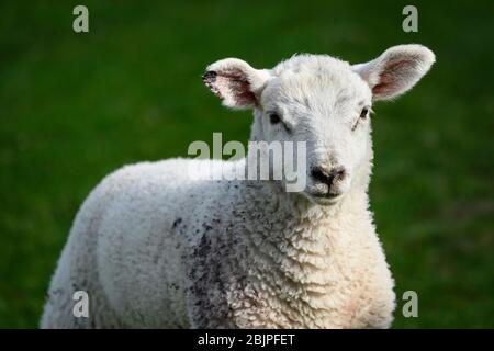 Close up of 1 tiny cute white lamb (head & shoulders) with injury & blood on ear, standing alone in farm field in spring - Yorkshire, England, UK. Stock Photo