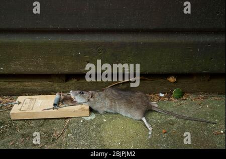 A dead brown rat rattus norvegicus caught in a trap. Stock Photo