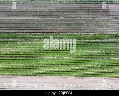 Cultivated salad crop fields on the outskirts of Zagreb city in rural environment, photographed with drone eagle eye view Stock Photo