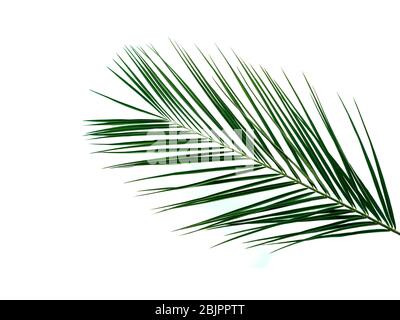 Palm leaves isolated on white background. Tropical palm leaves top view or flat lay. Copy space for text or design. Tropical palm leave, jungle leave floral pattern background Stock Photo
