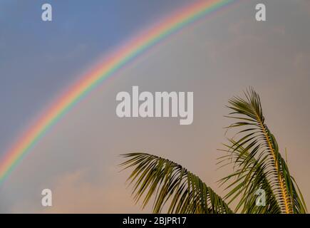 Rainbow colors with sunset light, over green palm leaves Stock Photo