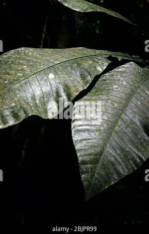 Epiphyllous fungi, lichen, cyanobacteria & algae growing on a leaf in the tropical rainforest. Stock Photo