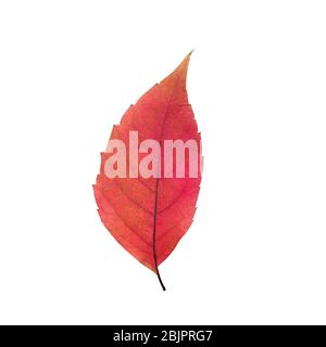 Red alder leaf on white. Space for text. Stock Photo