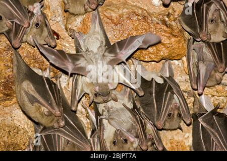Egyptian rousette bat hanging from a cave ceiling. The Egyptian rousette, or Egyptian fruit bat, (Rousettus aegyptiacus) is a widespread African fruit Stock Photo