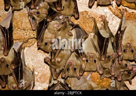 Egyptian rousette bat hanging from a cave ceiling. The Egyptian rousette, or Egyptian fruit bat, (Rousettus aegyptiacus) is a widespread African fruit Stock Photo