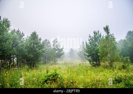 early morning. forest hiding in the fog. forest path Stock Photo