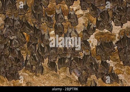 Egyptian rousette bat hanging from a cave ceiling. The Egyptian rousette, or Egyptian fruit bat, (Rousettus aegyptiacus) is a widespread African fruit Stock Photo