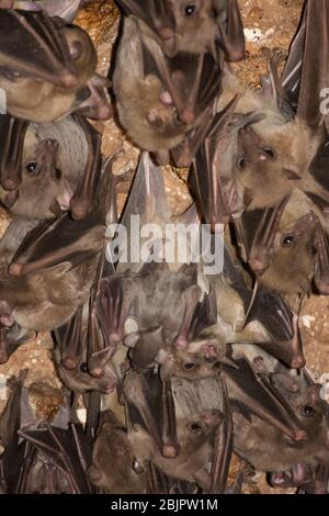 Egyptian rousette bat hanging from a cave ceiling. The Egyptian rousette, or Egyptian fruit bat, (Rousettus aegyptiacus) is a widespread African fruit Stock Photo