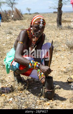 Maasai men bleed a cow to produce the Blood Milk they drink. Maasai is an ethnic group of semi-nomadic people Photographed in Kenya Stock Photo