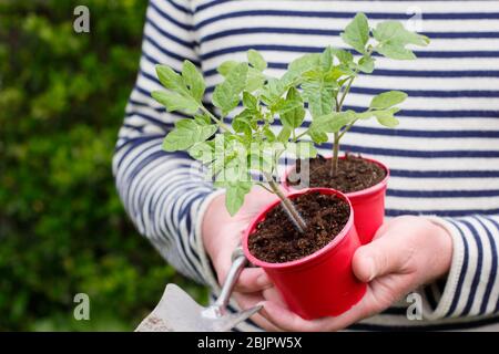 Solanum lycopersicum 'Alicante'. Home grown tomato plants in reused plastic pots ready for transplanting into a larger pot or grow bag. UK Stock Photo
