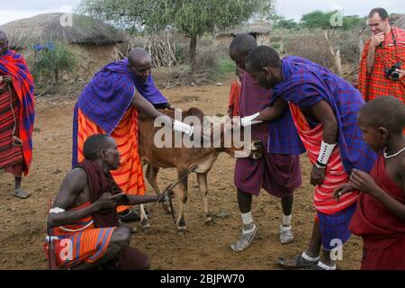 Maasai men bleed a cow to produce the Blood Milk they drink. Maasai is an ethnic group of semi-nomadic people Photographed in Kenya Stock Photo