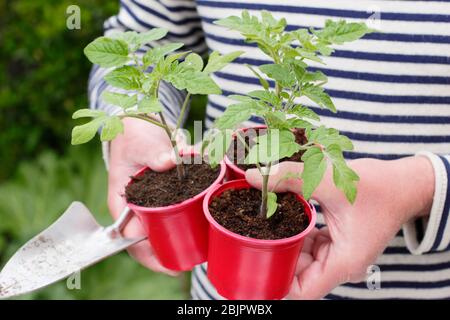 Solanum lycopersicum 'Alicante'. Home grown tomato plants in reused plastic pots ready for transplanting into a larger pot or grow bag. UK Stock Photo
