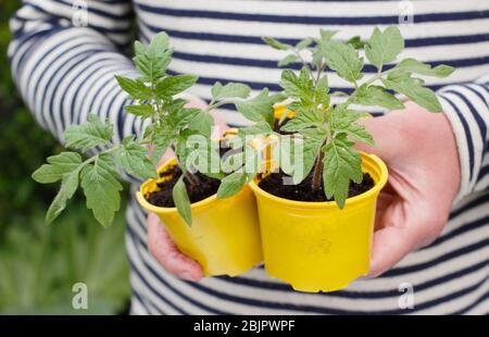 Solanum lycopersicum 'Golden Sunrise'. Young home grown tomato plants in resused plastic pots ready for transplanting - into a pot or grow bag. UK. Stock Photo