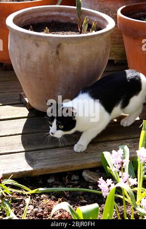 DOMESTIC CAT STALKING PREY Stock Photo - Alamy