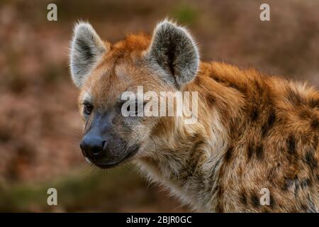 Spotted Hyena - Crocuta crocuta, picture of powerfull African carnivore in Etosha National Park, Namibia, Africa. Stock Photo