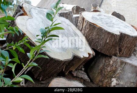 Log pile in springtime ready for winter weather Stock Photo