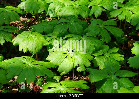 Green leaves of mayapple plant (Podophyllum peltatum) Stock Photo