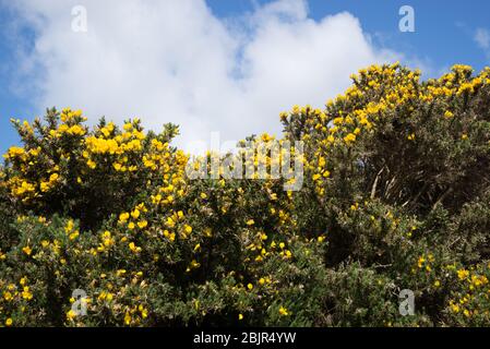 Blooming Gorse bush with yellow flowers in the lush countryside of County Kerry, Ireland, on the Dingle Peninsula Stock Photo