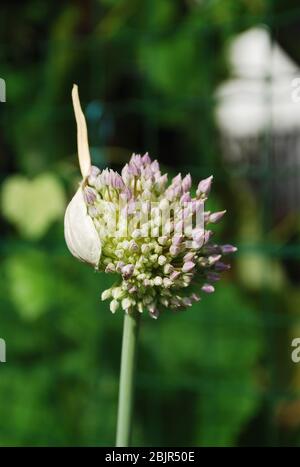 An allium flower blossoms from out of its bud. This one is from a garlic plant in Italy Stock Photo