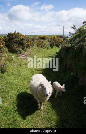 An Irish sheep and her lamb wandering through the ruins of a 13th century Ring Fort, or Lios. Dingle Peninsula, County Kerry, Ireland. Stock Photo