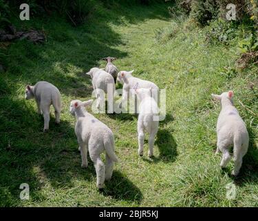 Herd of lambs wandering through the ruins of a 13th century Ring Fort, or Lios in Dingle Peninsula, County Kerry, Ireland Stock Photo