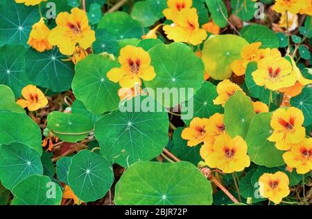 Small yellow flowers with large green leaves. Stock Photo