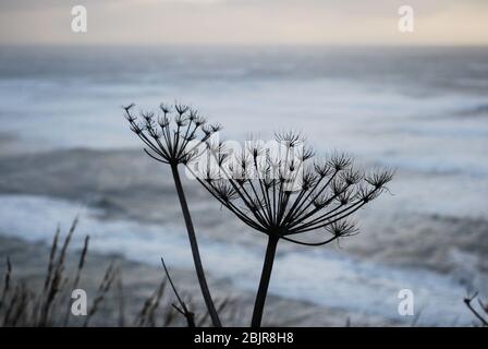 A dry stand of cow parsnip on a cliff overlooking the Pacific Ocean Stock Photo