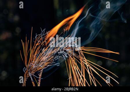 Close-up of pine needles burning - North Carolina, USA Stock Photo