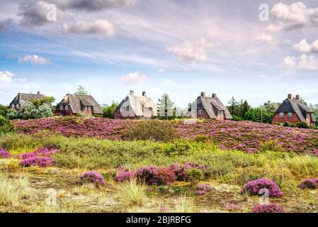 Thatched cottages with blooming heather growing on the dunes. Fairytale panorama landscape on the island of Sylt, North Frisian Islands, Germany. Stock Photo