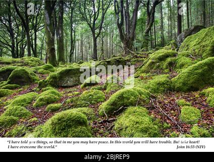 A lush green forest floor with moss covered rocks and fallen autumnal leaves Stock Photo