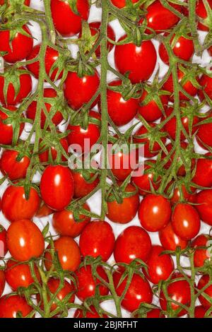 Pomodoro di Pachino, cherry tomatoes background. Macro. From the southeast coast of Sicily, Italy. Background with many tomatoes in more lines. Stock Photo