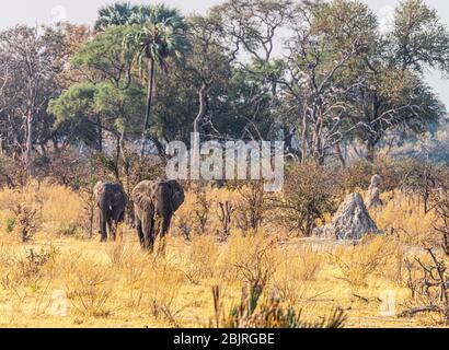 Two Elephants walking in the Okavango Delta, Botswana, during winter Stock Photo