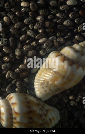 two Seashells on stones with the dawn sun of the sea. copy space. close up Stock Photo
