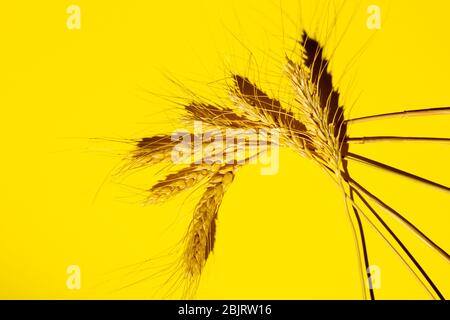 dry yellow spikelets of wheat on a yellow background. copy space Stock Photo