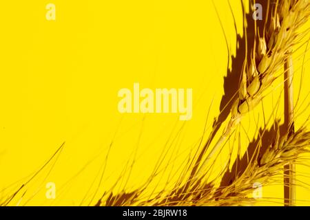 dry yellow spikelets of wheat on a yellow background. copy space Stock Photo