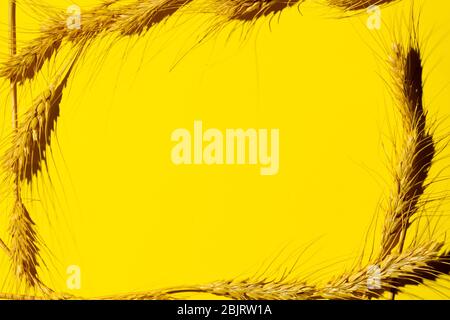 frame from dry yellow spikelets of wheat on a yellow background. copy space Stock Photo