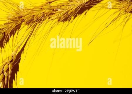 dry yellow spikelets of wheat on a yellow background. copy space Stock Photo