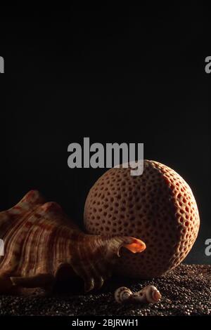 sea shells and corals on stones a dark background at sunset the copy space Stock Photo