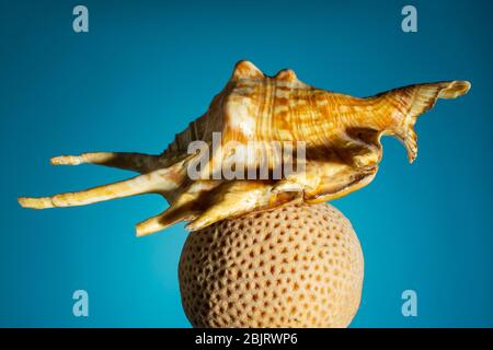 large seashell on a coral in the form of a ball on a blue background. copy space Stock Photo