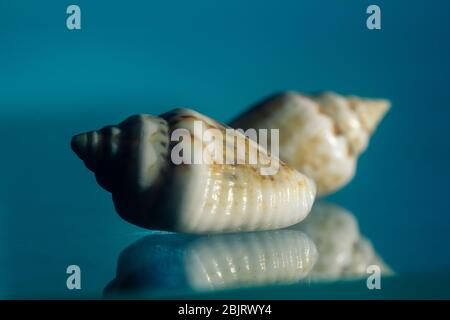 two sea shells on glass against blue background. Close-up. copy space Stock Photo