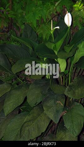 Giant anubias, Anubias gigantea Stock Photo