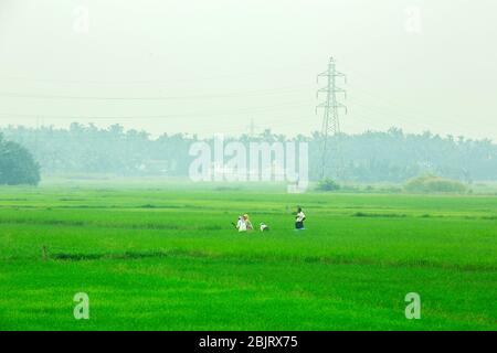 indian agriculture,kerala agriculture,palakad paddy field,indian farmer,indian cultivation,farmer india,farming Stock Photo