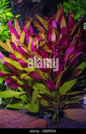 Copper-leaf ammania, Ammannia senegalensis Stock Photo