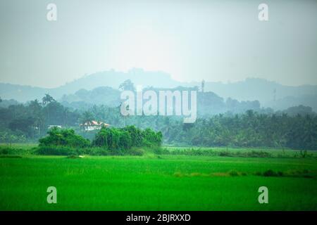 indian agriculture,kerala agriculture,palakad paddy field,indian farmer,indian cultivation,farmer india,farming Stock Photo