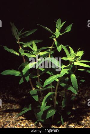 Large ammania, Ammannia gracilis var. green Stock Photo