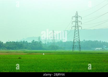 indian agriculture,kerala agriculture,palakad paddy field,indian farmer,indian cultivation,farmer india,farming Stock Photo