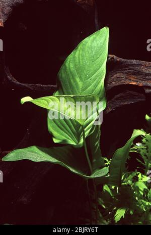 Giant anubias, Anubias gigantea Stock Photo