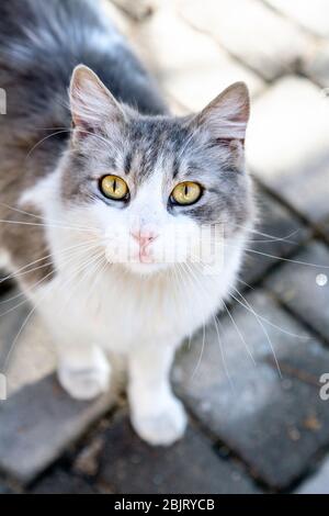 A grey and white cat with yellow eyes on the streets of Fez, Morocco Stock Photo
