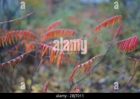 Red autumn leaves of Sorbus aucuparia, commonly called rowan and mountain-ash Stock Photo